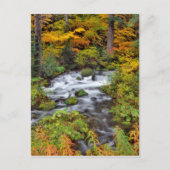 Carte Postale Rivière à travers la forêt, Automne, Oregon (Devant)