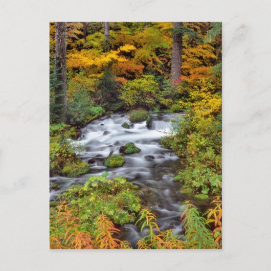 Carte Postale Rivière à travers la forêt, Automne, Oregon (Devant)