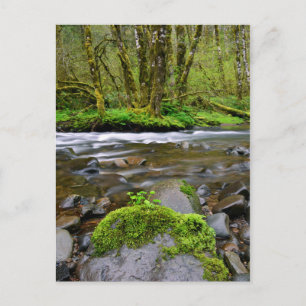Carte Postale Rivière dans la forêt verte, Oregon