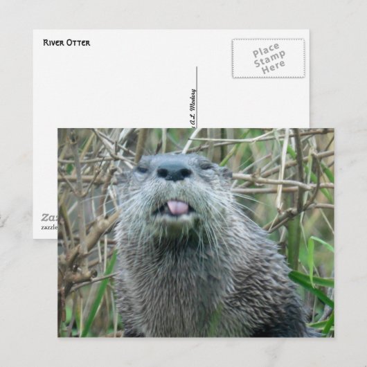 Carte Postale Rivière Otter (Devant / Derrière)