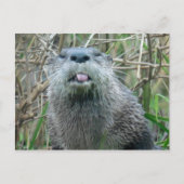 Carte Postale Rivière Otter (Devant)
