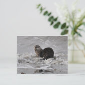 Carte Postale Rivière Otter (Debout devant)