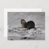 Carte Postale Rivière Otter (Devant / Derrière)