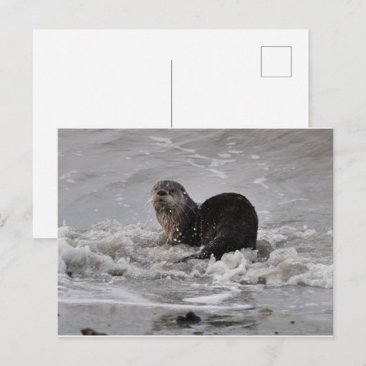 Carte Postale Rivière Otter (Devant / Derrière)