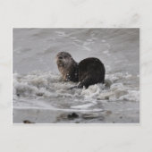 Carte Postale Rivière Otter (Devant)