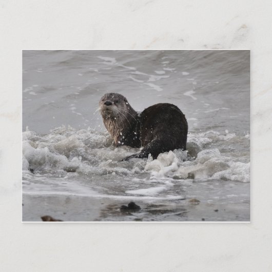 Carte Postale Rivière Otter (Devant)