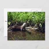 Carte Postale Rivière Otter-été (Devant / Derrière)