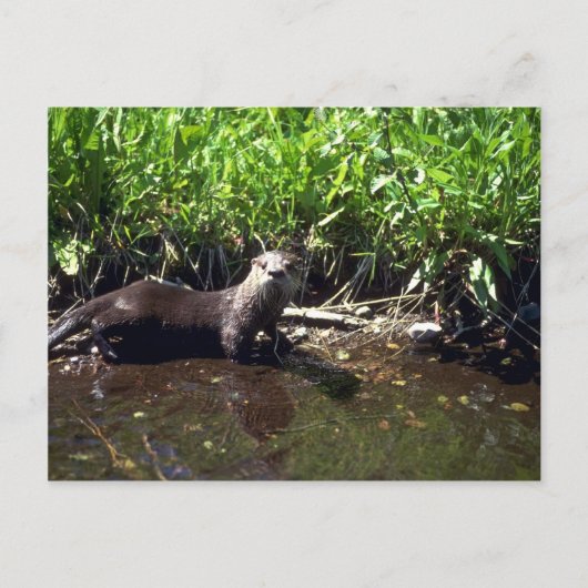 Carte Postale Rivière Otter-été (Devant)