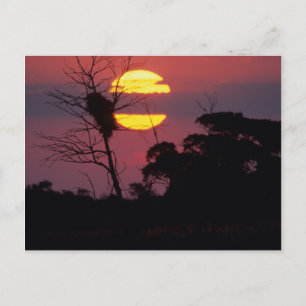 Carte Postale Rivière Sabi au coucher du soleil, Parc national K
