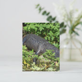 Carte Postale Rivière Silver Alligator (Debout devant)