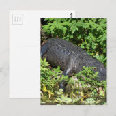 Carte Postale Rivière Silver Alligator (Devant / Derrière)