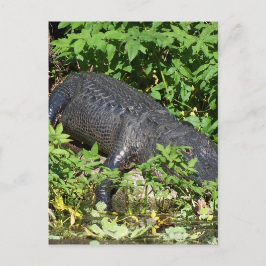 Carte Postale Rivière Silver Alligator (Devant)