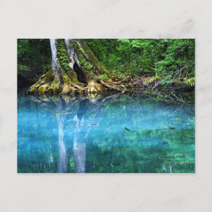 Carte Postale Rivière Silver Springs
