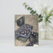 Carte Postale Rivière Stingray # 14 (Debout devant)