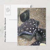 Carte Postale Rivière Stingray # 14 (Devant / Derrière)