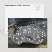 Carte Postale Rivière Stingray # 15 (Devant / Derrière)