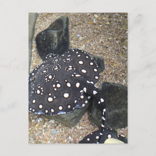 Carte Postale Rivière Stingray # 3 (Devant)