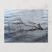 Carte Postale Rivière, Vie morte (Devant)