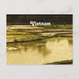 Carte Postale Riz Paddy