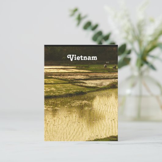 Carte Postale Riz Paddy (Debout devant)