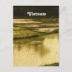 Carte Postale Riz Paddy