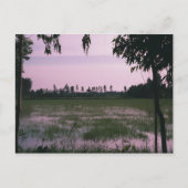 Carte Postale Rizières (Devant)