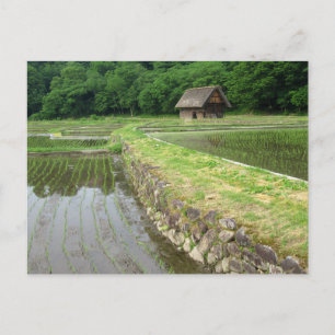 Carte Postale Rizières : Gifu, Japon