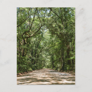 Carte Postale Road To Angel Oak