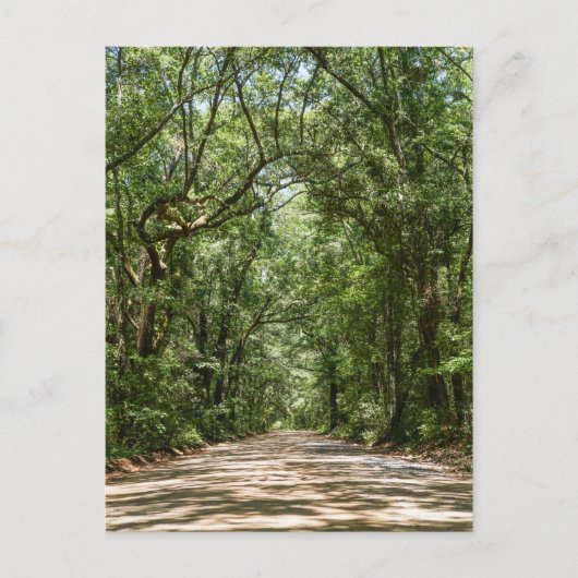 Carte Postale Road To Angel Oak (Devant)