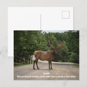 Carte Postale Roadkill