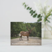 Carte Postale Roadkill (Debout devant)