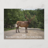 Carte Postale Roadkill (Devant)