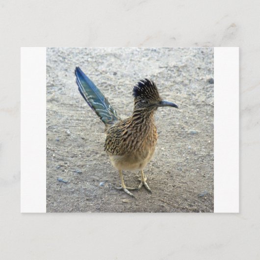 Carte Postale Roadrunner (Devant)