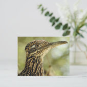 Carte postale Roadrunner (Debout devant)