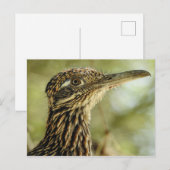 Carte postale Roadrunner (Devant / Derrière)