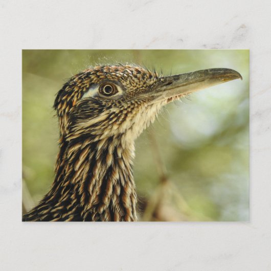 Carte postale Roadrunner (Devant)