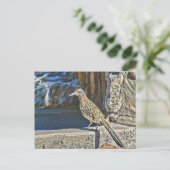 Carte postale Roadrunner (Debout devant)