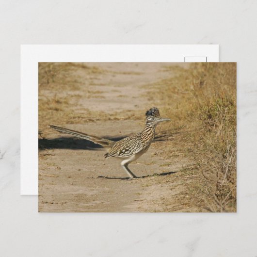 Carte Postale Roadrunner (Devant / Derrière)