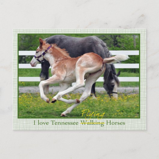 Carte Postale Roan rouge volant (Devant)