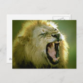 Carte Postale Roaring Lion (Devant / Derrière)
