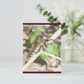Carte postale Robber Fly (Debout devant)
