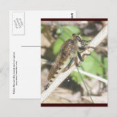 Carte postale Robber Fly (Devant / Derrière)