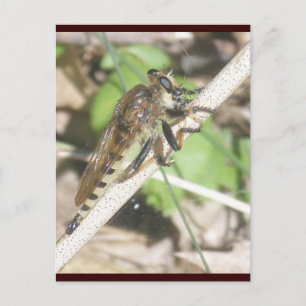 Carte postale Robber Fly
