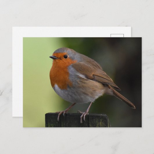 Carte Postale Robin (Devant / Derrière)