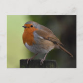 Carte Postale Robin (Devant)