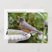 Carte postale Robin (Devant / Derrière)