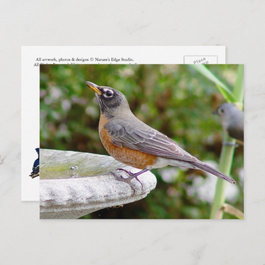 Carte postale Robin (Devant / Derrière)