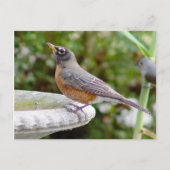 Carte postale Robin (Devant)
