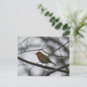 Carte Postale Robin  (Debout devant)