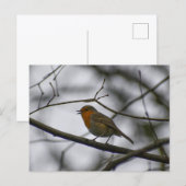 Carte Postale Robin  (Devant / Derrière)